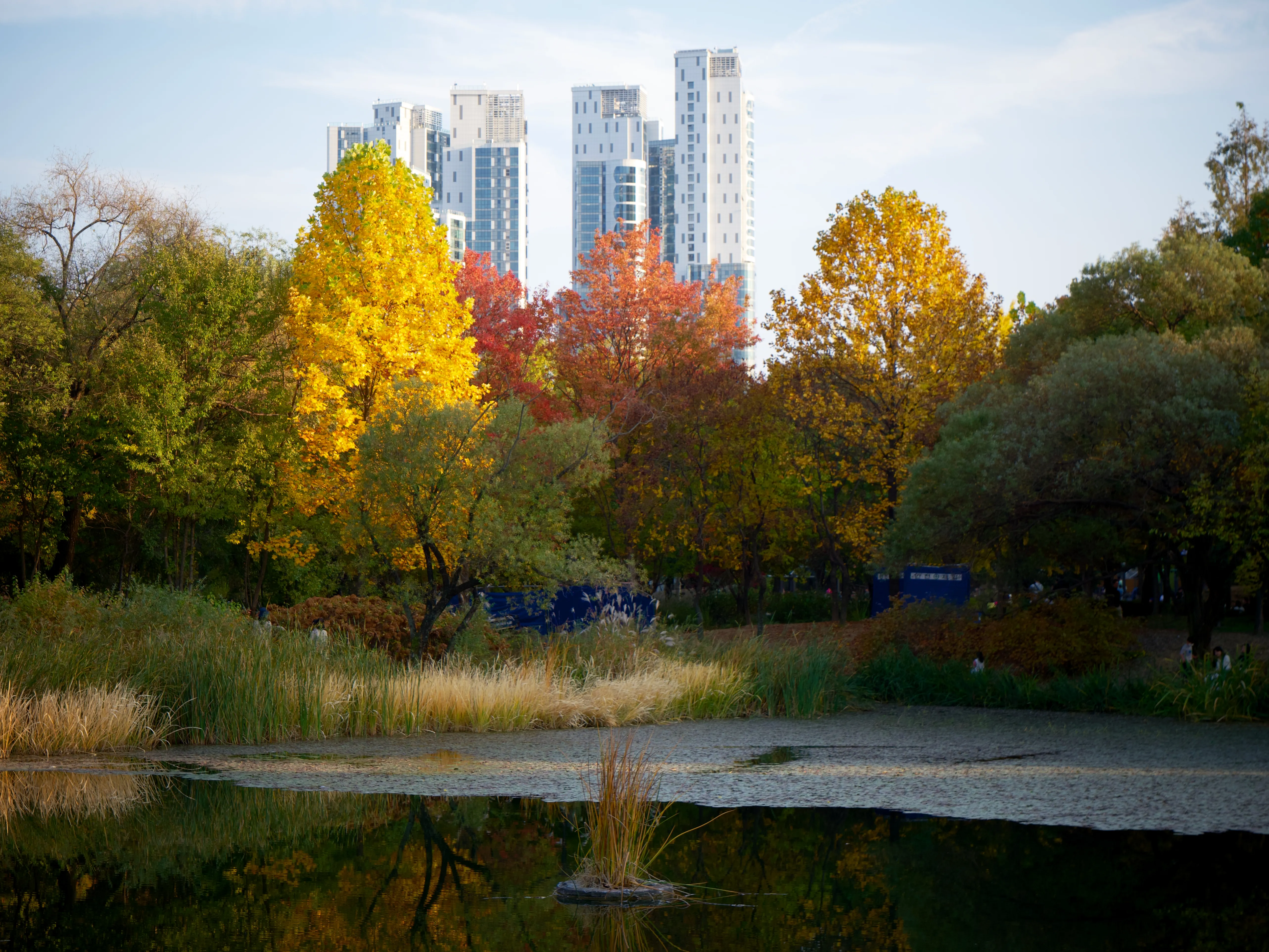 Autumn Foliage - Picture 8